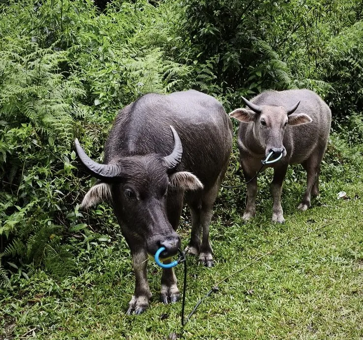Water buffalo grazing in a green Flores field