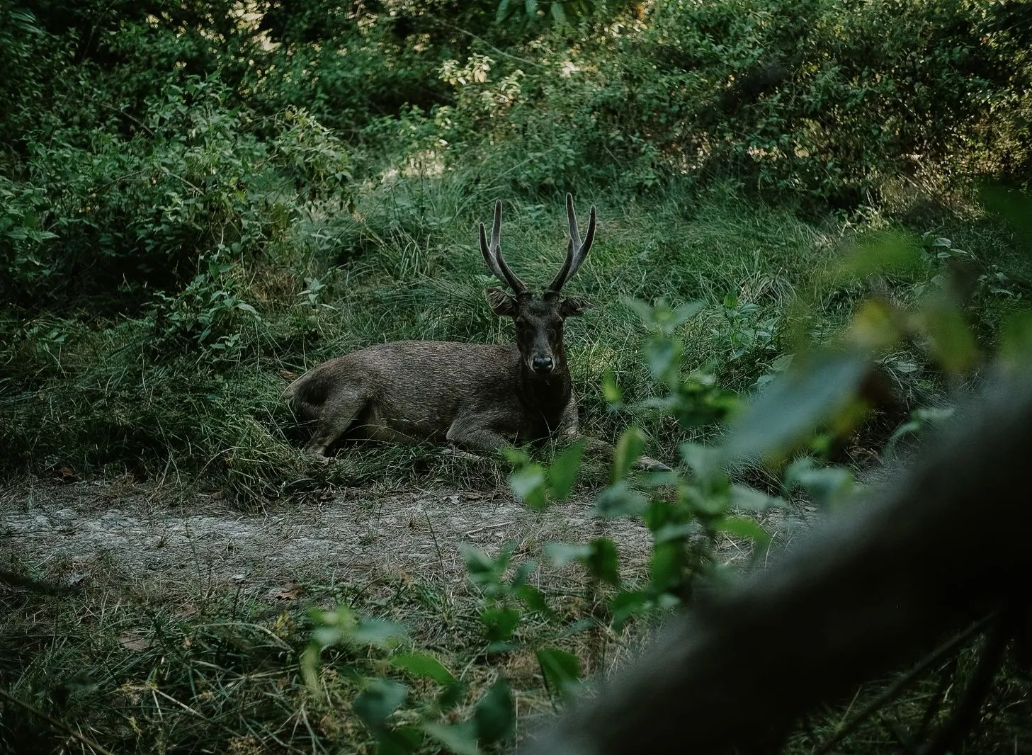 A wild deer in the Flores forest