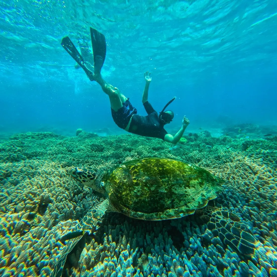 A diver gliding over a reef beside a sea turtle