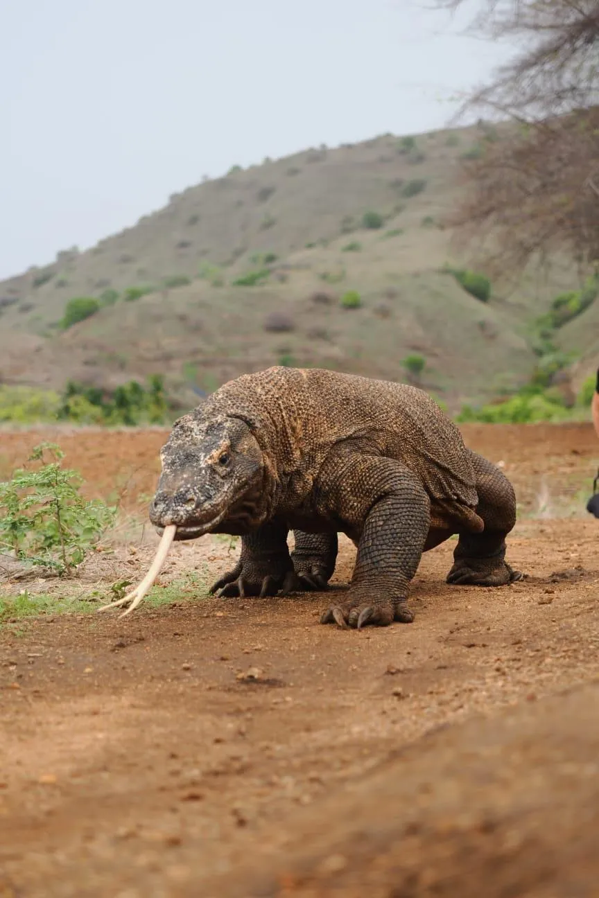A Komodo dragon in Komodo National Park
