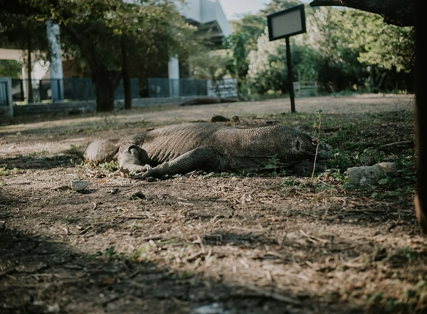 A Komodo dragon resting in Komodo National Park