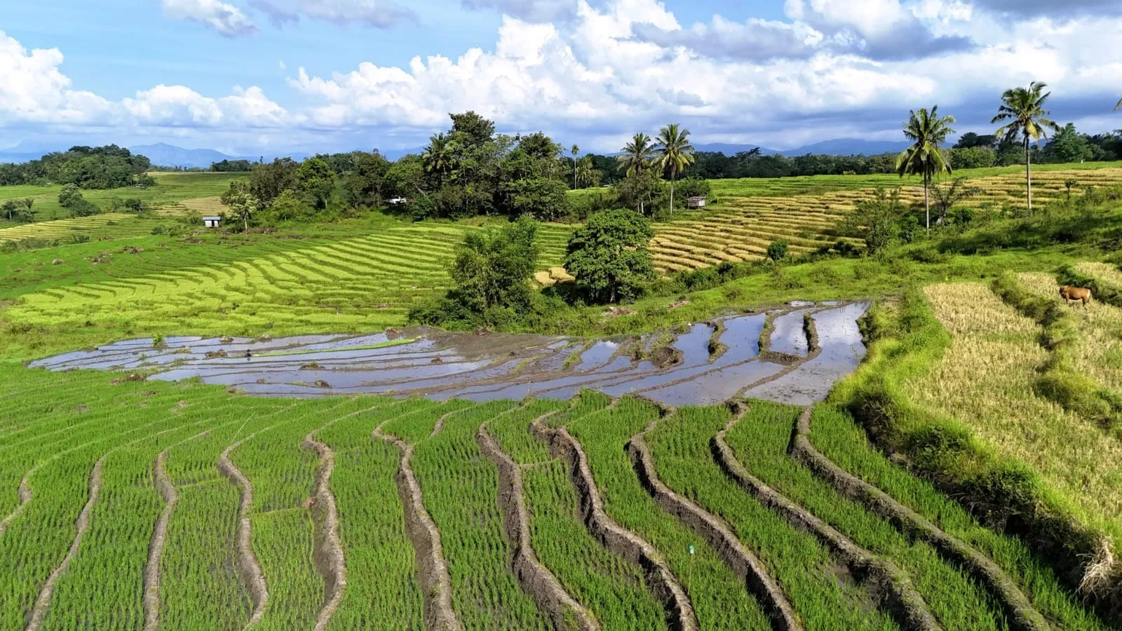 The spider-web rice fields of Lodok near Ruteng