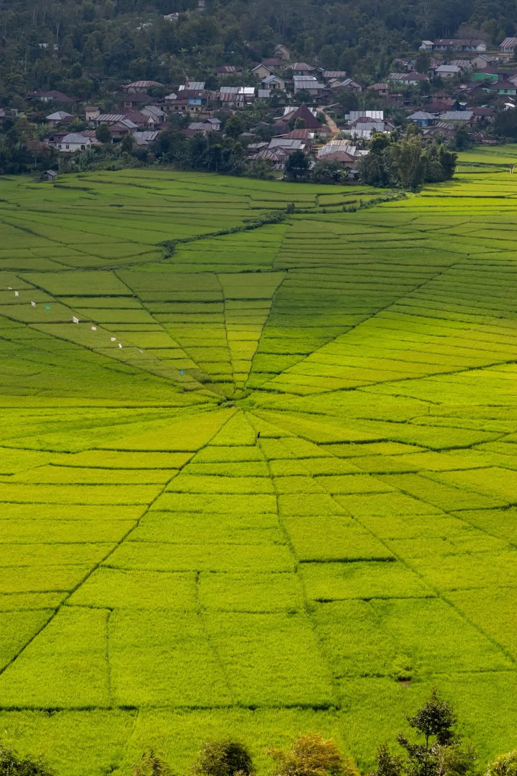 The Lodok spider-web rice fields near Cancar seen from above