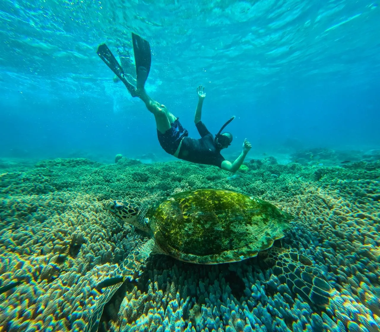 A snorkeler gliding over a coral reef and sea turtle in clear water