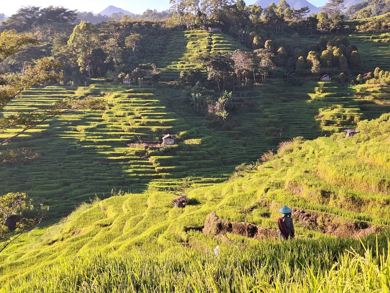 Golden rice terraces on the hillsides around Ruteng
